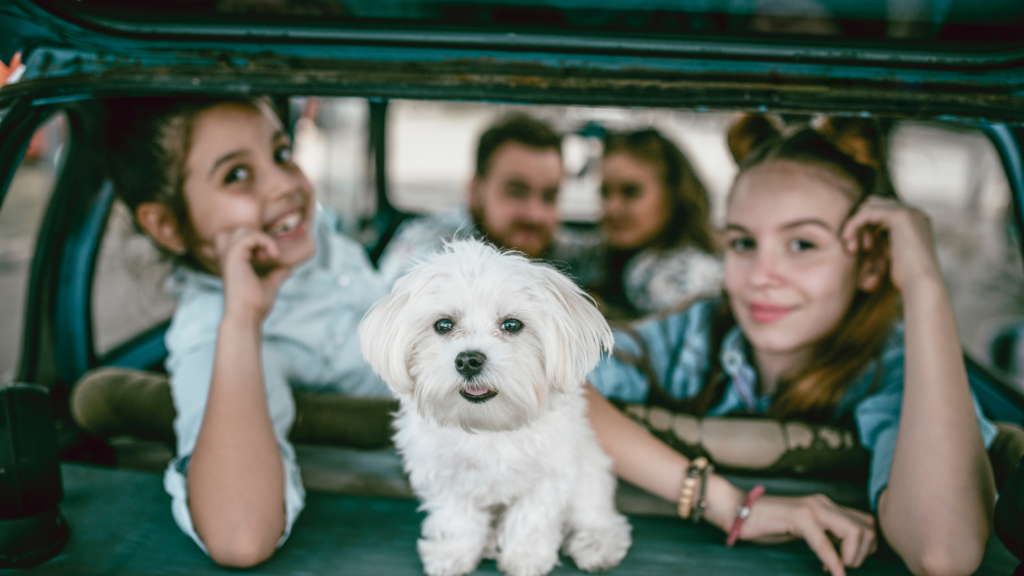 Moving to Italy with your pet