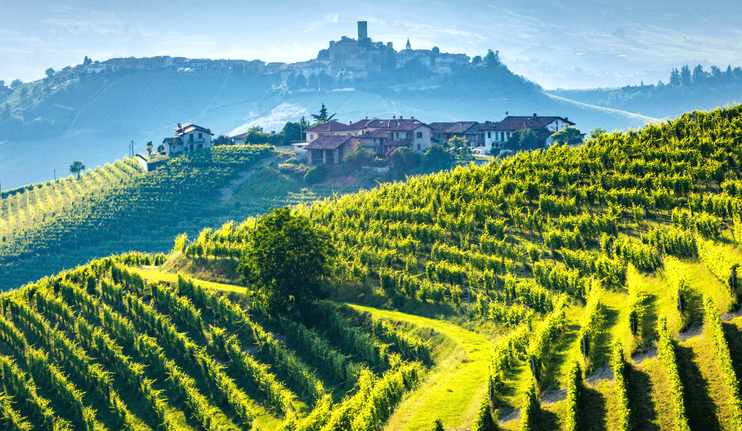 Piedmont Barolo vineyards